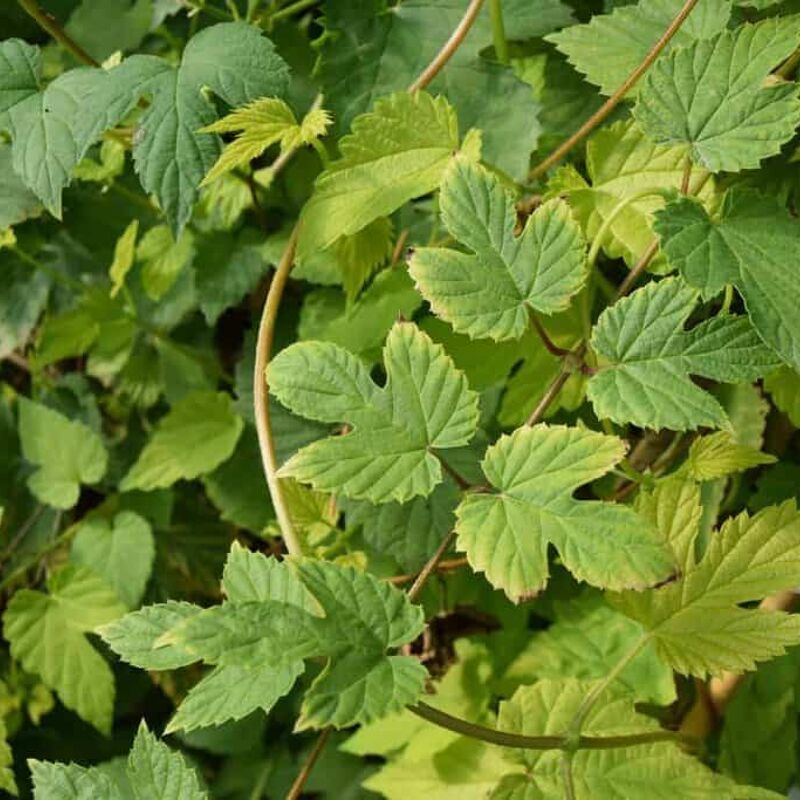 Humulus lupulus 'Aureus' FEMALE ---